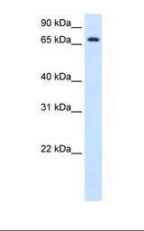 Fetal liver cell lysate. Antibody concentration: 1.25 ug/ml. Gel concentration: 12%.