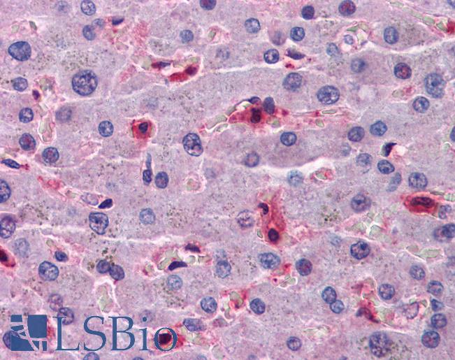 Anti-HAMP / Hepcidin antibody IHC of human liver. Immunohistochemistry of formalin-fixed, paraffin-embedded tissue after heat-induced antigen retrieval. Antibody LS-B4534 concentration 5 ug/ml.