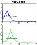 Flow cytometric of HepG2 cells using AMFR Antibody (bottom histogram) compared to a negative control cell (top histogram). FITC-conjugated goat-anti-rabbit secondary antibodies were used for the analysis.