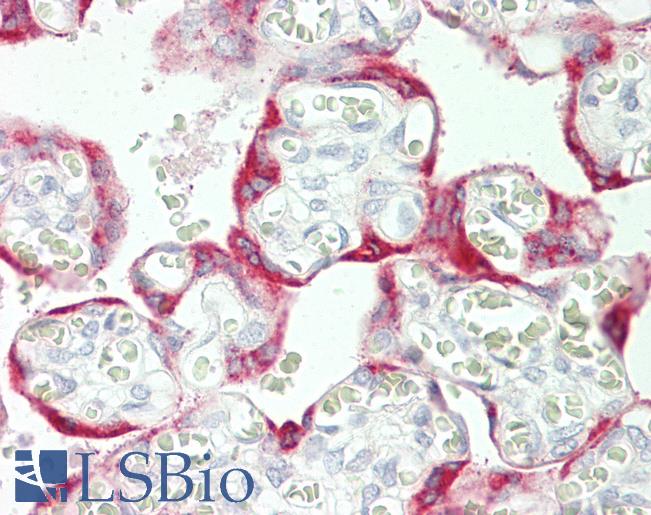 Anti-GP78 / AMFR antibody IHC staining of human placenta. Immunohistochemistry of formalin-fixed, paraffin-embedded tissue after heat-induced antigen retrieval. Antibody LS-B10689 dilution 1:50.