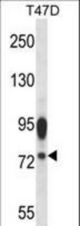 AMFR Antibody western blot of T47D cell line lysates (35 ug/lane). The AMFR antibody detected the AMFR protein (arrow).