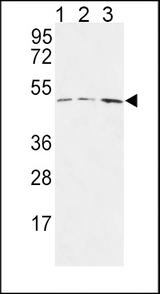 HAPLN1 Antibody western blot of MCF-7(lane 1),Jurkat(lane 2),HepG2(lane 3) cell line lysates (35 ug/lane). The HAPLN1 antibody detected the HAPLN1 protein (arrow).