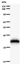 Western blot of immunized recombinant protein using HARS antibody.