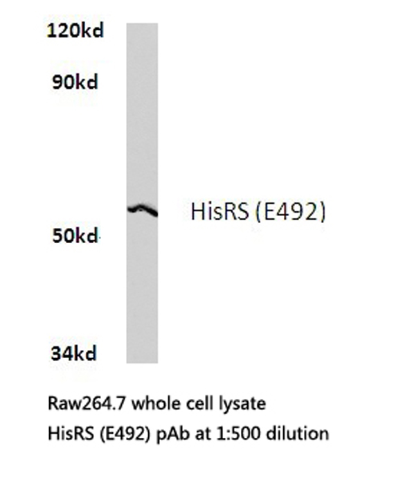Western blot of HisRS (E492) pAb in extracts from raw264.7 cells.