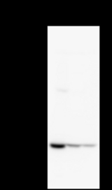 Detection of HARS by Western blot. Samples: Whole cell lysate from human HeLa (H, 25 ug) , mouse NIH3T3 (M, 25 ug) and rat F2408 (R, 25 ug) cells. Predicted molecular weight: 57 kDa