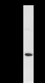 Immunoprecipitation: RIPA lysate of HeLa cells was incubated with anti-HARS mAb. Predicted molecular weight: 57 kDa