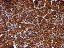 IHC of paraffin-embedded Human pancreas tissue using anti-HARS2 mouse monoclonal antibody.