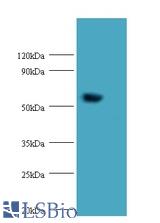 Western blot of Probable histidine--tRNA ligase, mitochondrial antibody at 2 ug/ml with mouse kidney tissue. Secondary: Goat polyclonal to Rabbit IgG at 1:10000 dilution. Predicted band size: 57.