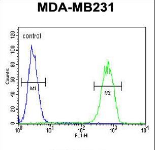 GPA33 Antibody flow cytometry of MDA-MB231 cells (right histogram) compared to a negative control cell (left histogram). FITC-conjugated goat-anti-rabbit secondary antibodies were used for the analysis.