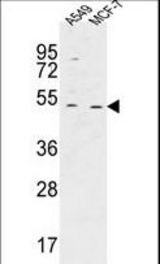 HAUS4 Antibody western blot of A549,MCF-7 cell line lysates (35 ug/lane). The HAUS4 antibody detected the HAUS4 protein (arrow).