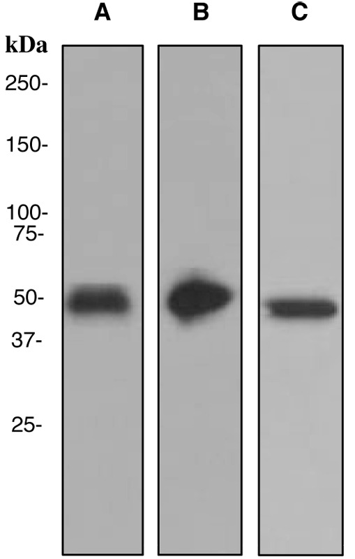Western blot analysis on (A) HT-29, (B) human small intestine, and (C) human fetal colon lysates using anti-GPA33 antibody.