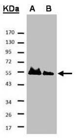 Sample. A: His-Hice1 (2x), B: His-Hice1 (1x). 7.5% SDS PAGE. HAUS8 antibody diluted at 1:500