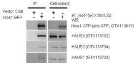 IP-WB assay to show that Hice1 co-immunoprecipitated with other Augmin components HAUS6, HAUS2 and HAUS1 in U2OS cells.