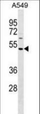 HAUS8 Antibody western blot of A549 cell line lysates (35 ug/lane). The HAUS8 antibody detected the HAUS8 protein (arrow).
