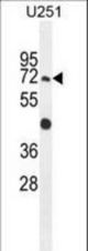 GPAA1 Antibody western blot of U251 cell line lysates (35 ug/lane). The GPAA1 antibody detected the GPAA1 protein (arrow).
