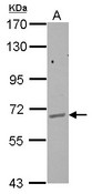 Sample (30 ug of whole cell lysate) A: HepG2 7.5% SDS PAGE GPAA1 antibody diluted at 1:1000