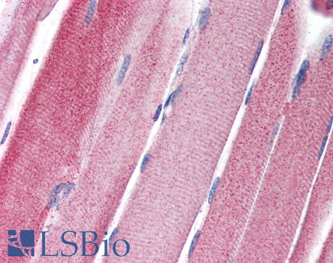 Anti-GPAM antibody IHC of human skeletal muscle. Immunohistochemistry of formalin-fixed, paraffin-embedded tissue after heat-induced antigen retrieval. Antibody LS-B2734 concentration 5 ug/ml.