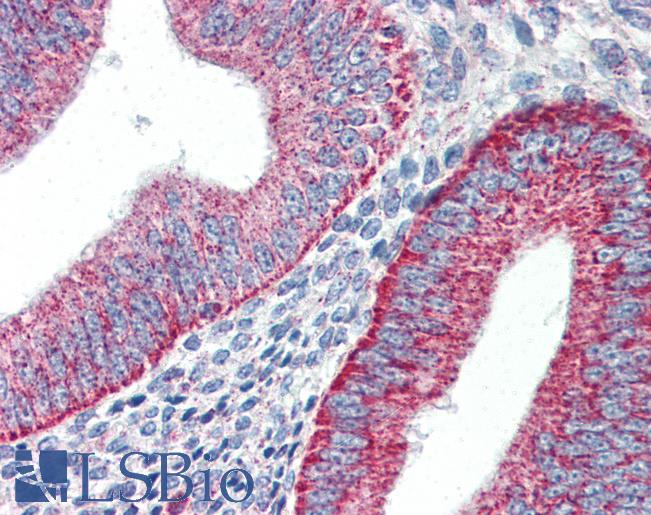 Anti-TIM-1 antibody IHC of human uterus. Immunohistochemistry of formalin-fixed, paraffin-embedded tissue after heat-induced antigen retrieval. Antibody LS-B2463 concentration 5 ug/ml.