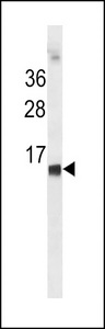HBE1 Antibody western blot of K562 cell line lysates (35 ug/lane). The HBE1 antibody detected the HBE1 protein (arrow).