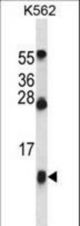 HBG1 Antibody western blot of K562 cell line lysates (35 ug/lane). The HBG1 antibody detected the HBG1 protein (arrow).
