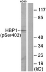 Western blot of extracts from A549 cells treated with PMA 125ng/ml 30', using HBP1 (Phospho-Ser402) Antibody. The lane on the right was incubated with synthetic peptide.