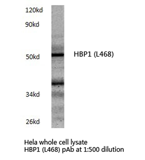 Western blot of HBP1 (L468) pAb in extracts from HeLa cells.