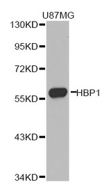 Western blot analysis of extracts of U87MG cell line, using HBP1 antibody.