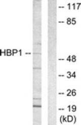 Western blot of extracts from COS7 cells, using HBP1 Antibody. The lane on the right is treated with the synthesized peptide.