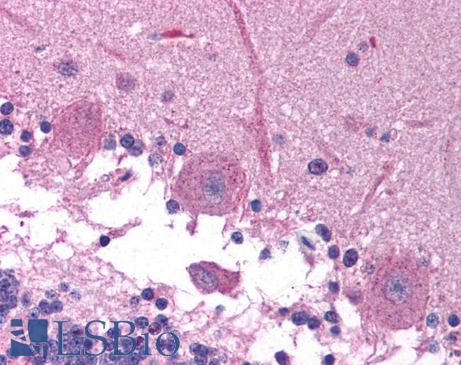 Anti-HBP1 antibody IHC of human brain, cerebellum. Immunohistochemistry of formalin-fixed, paraffin-embedded tissue after heat-induced antigen retrieval. Antibody LS-B964 concentration 5 ug/ml.