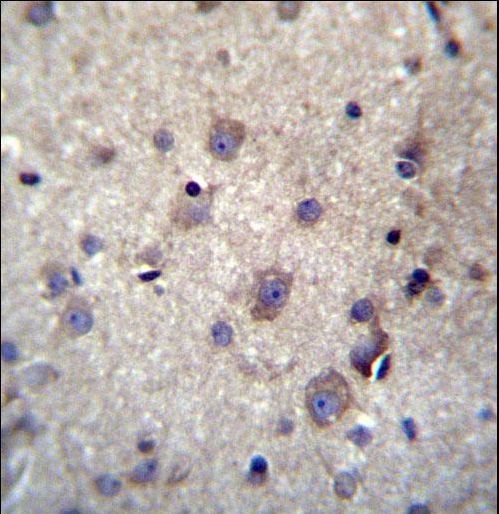 HBQ1 Antibody immunohistochemistry of formalin-fixed and paraffin-embedded human brain tissue followed by peroxidase-conjugated secondary antibody and DAB staining.