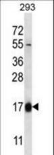 HBQ1 Antibody western blot of 293 cell line lysates (35 ug/lane). The HBQ1 antibody detected the HBQ1 protein (arrow).