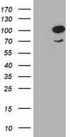 HEK293T cells were transfected with the pCMV6-ENTRY control (Left lane) or pCMV6-ENTRY HBS1L (Right lane) cDNA for 48 hrs and lysed. Equivalent amounts of cell lysates (5 ug per lane) were separated by SDS-PAGE and immunoblotted with anti-HBS1L.