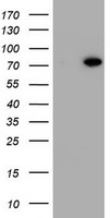 HEK293T cells were transfected with the pCMV6-ENTRY control (Left lane) or pCMV6-ENTRY HBS1L (Right lane) cDNA for 48 hrs and lysed. Equivalent amounts of cell lysates (5 ug per lane) were separated by SDS-PAGE and immunoblotted with anti-HBS1L.