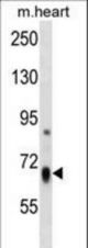 HBS1L Antibody western blot of mouse heart tissue lysates (35 ug/lane). The HBS1L antibody detected the HBS1L protein (arrow).