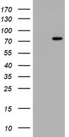 HEK293T cells were transfected with the pCMV6-ENTRY control (Left lane) or pCMV6-ENTRY HBS1L (Right lane) cDNA for 48 hrs and lysed. Equivalent amounts of cell lysates (5 ug per lane) were separated by SDS-PAGE and immunoblotted with anti-HBS1L.