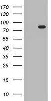HEK293T cells were transfected with the pCMV6-ENTRY control (Left lane) or pCMV6-ENTRY HBS1L (Right lane) cDNA for 48 hrs and lysed. Equivalent amounts of cell lysates (5 ug per lane) were separated by SDS-PAGE and immunoblotted with anti-HBS1L.