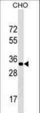 CCDC75 Antibody western blot of CHO cell line lysates (35 ug/lane). The CCDC75 antibody detected the CCDC75 protein (arrow).
