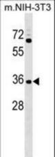 CCDC75 Antibody western blot of NIH-3T3 cell line lysates (35 ug/lane). The CCDC75 antibody detected the CCDC75 protein (arrow).