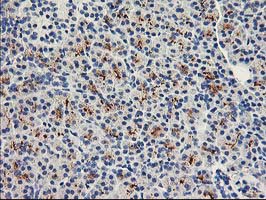 IHC of paraffin-embedded Human pancreas tissue using anti-FAM119A mouse monoclonal antibody.