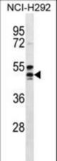 NIACR1 Antibody western blot of NCI-H292 cell line lysates (35 ug/lane). The NIACR1 antibody detected the NIACR1 protein (arrow).