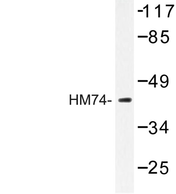 Western blot of HM74 (T327) pAb in extracts from RAW264.7 cells.