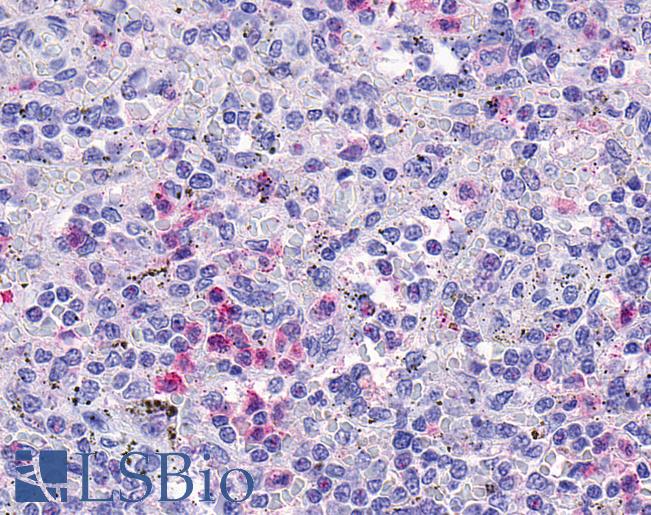 Anti-HCAR3 / GPR109B / HM74 antibody IHC of human spleen. Immunohistochemistry of formalin-fixed, paraffin-embedded tissue after heat-induced antigen retrieval.