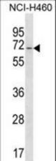 GPATCH4 Antibody western blot of NCI-H460 cell line lysates (35 ug/lane). The GPATCH4 antibody detected the GPATCH4 protein (arrow).