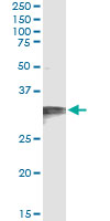 Immunoprecipitation of HCCS transfected lysate using anti-HCCS monoclonal antibody and Protein A Magnetic Bead, and immunoblotted with HCCS rabbit polyclonal antibody.