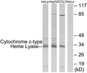 Western blot of extracts from HeLa/HepG2/COLO cells, using Cytochrome c-type Heme Lyase Antibody. The lane on the right is treated with the synthesized peptide.