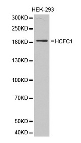 Western blot analysis of extracts of HEK-293 cell lines, using HCFC1 antibody.