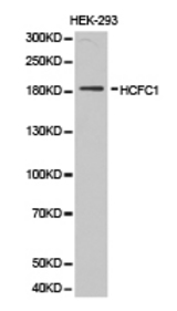 Western blot of extracts of HEK-293 cell lines, using HCFC1 antibody.