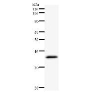 Western blot analysis of immunized recombinant protein, using anti-HCFC2 monoclonal antibody.