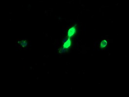 Anti-HCFC2 mouse monoclonal antibody immunofluorescent staining of COS7 cells transiently transfected by pCMV6-ENTRY HCFC2.