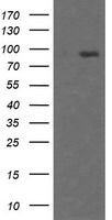 HEK293T cells were transfected with the pCMV6-ENTRY control (Left lane) or pCMV6-ENTRY HCFC2 (Right lane) cDNA for 48 hrs and lysed. Equivalent amounts of cell lysates (5 ug per lane) were separated by SDS-PAGE and immunoblotted with anti-HCFC2.